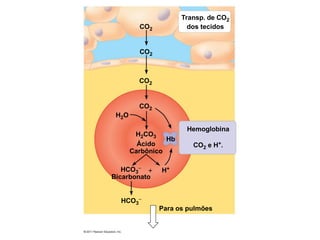 Transp. de CO2
dos tecidos
CO2
CO2
H2O
H2CO3
Hb
Ácido
Carbônico
Hemoglobina
CO2 e H+.
H+
HCO3
−
Bicarbonato
+
HCO3
−
Para os pulmões
CO2
CO2
 