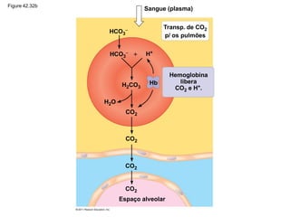 Figure 42.32b
HCO3
− Transp. de CO2
p/ os pulmões
H2CO3
H2O
H+
+
Hb
Hemoglobina
libera
CO2 e H+.
CO2
Espaço alveolar
Sangue (plasma)
HCO3
−
CO2
CO2
CO2
 