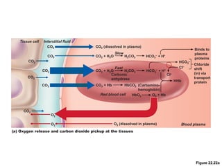 Figure 22.22a
Red blood cell
Blood plasma
Slow
Tissue cell Interstitial fluid
Carbonic
anhydrase
CO2
CO2
(a) Oxygen release and carbon dioxide pickup at the tissues
CO2 (dissolved in plasma)
CO2 + H2O H2CO3 HCO3
– + H+
Fast
CO2 + H2O H2CO3
O2 (dissolved in plasma)
CO2 + Hb HbCO2
HbO2 O2 + Hb
(Carbamino-
hemoglobin)
HCO3
– + H+
HCO3
–
Cl–
Cl–
HHb
Binds to
plasma
proteins
Chloride
shift
(in) via
transport
protein
CO2
CO2
CO2
CO2
CO2
O2
O2
 