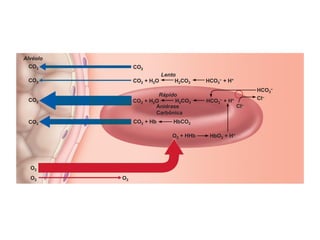 Alvéolo
CO2
CO2
CO2
CO2
O2
O2 O2
Cl–
Lento
CO2
CO2 + H2O H2CO3 HCO3
– + H+
Anidrase
Carbônica
Rápido
CO2 + H2O H2CO3
CO2 + Hb HbCO2
O2 + HHb HbO2 + H+
HCO3
– + H+
HCO3
–
Cl–
 