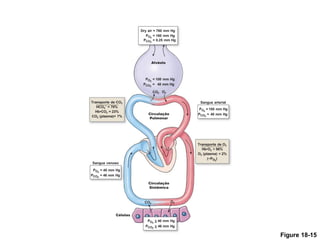 Circulação
Sistêmica
Células
O2
CO2
Sangue venoso
Transporte de CO2
HCO3
–
= 70%
Hb•CO2 = 23%
CO2 (plasma)= 7%
Circulação
Pulmonar
Sangue arterial
Transporte de O2
Hb•O2 > 98%
O2 (plasma) < 2%
(~PO2
)
Dry air = 760 mm Hg
PO2
= 160 mm Hg
PCO2
= 0.25 mm Hg
Alvéolo
O2
CO2
PO2
= 100 mm Hg
PCO2
= 40 mm Hg
PO2
= 100 mm Hg
PCO2
= 40 mm Hg
PO2
= 40 mm Hg
PCO2
= 46 mm Hg
PO2
< 40 mm Hg
–
PCO2
> 46 mm Hg
–
Figure 18-15
 