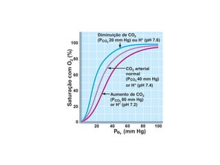 O2
P (mm Hg)
CO2 arterial
normal
(P 40 mm Hg)
or H+ (pH 7.4)
CO2
Aumento de CO2
(P 80 mm Hg)
or H+ (pH 7.2)
CO2
Diminuição de CO2
(P 20 mm Hg) ou H+ (pH 7.6)
CO2
Saturação
com
O
2
(%)
 
