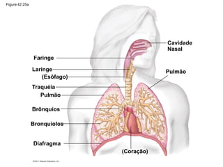 Faringe
Laringe
(Esôfago)
Traquéia
Pulmão
Brônquios
Bronquiolos
Diafragma
(Coração)
Pulmão
Cavidade
Nasal
Figure 42.25a
 