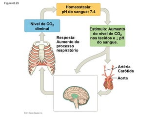 Homeostasia:
pH do sangue: 7.4
Nível de CO2
diminui Estimulo: Aumento
do nível de CO2
nos tecidos e ↓ pH
do sangue.
Resposta:
Aumento do
processo
respiratório
Artéria
Carótida
Aorta
Figure 42.29
 
