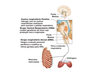 Ponte
Ponte
Grupo Ventral Respiratório (VRG)
contém geradores de ritmo cuja
produção leva a respiração.
Centro respiratório Pontino
interagir com os centros
respiratórios medulares
para suavizar o padrão respiratório.
Medula
Medula
Para o músculo
inspiratório
Músculos
intercostais
Diafragma
Grupo respiratório dorsal (DRG)
Integra a entrada sensorial
periférica e modifica os
ritmos gerados pela VRG.
 
