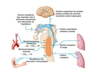 Centros superiores do cérebro
(córtex cerebral de controle
voluntário sobre-respiração)
Outros receptores
(por exemplo, dor) e
estímulos emocionais
por intermédio do
hipotálamo
Quimioreceptores
Periféricos
↓ O2 , ↑ CO2 , ↑ H+
Receptores nos
músculos e articulações
Irritant
receptors
Stretch receptors
in lungs
Centro respiratório
(medula e ponte)
–
–
+
+
–
+
–
+
+
Quimioreceptores
Centrais
↑ CO2 , ↑ H+
 