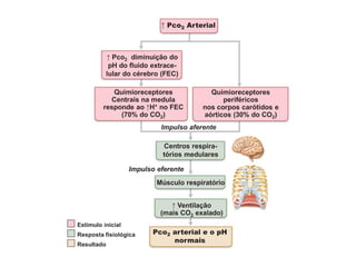 Estímulo inicial
Resultado
Resposta fisiológica
↑ Ventilação
(mais CO2 exalado)
Pco2 arterial e o pH
normais
Centros respira-
tórios medulares
Músculo respiratório
Impulso aferente
Impulso eferente
↑ Pco2 Arterial
Quimioreceptores
Centrais na medula
responde ao ↑H+ no FEC
(70% do CO2)
Quimioreceptores
periféricos
nos corpos carótidos e
aórticos (30% do CO2)
↑ Pco2 diminuição do
pH do fluido extrace-
lular do cérebro (FEC)
 