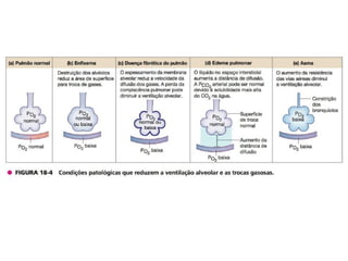 04 Sistema Respiratório.pdf