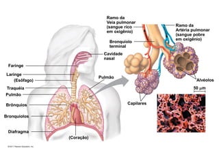 Faringe
Laringe
(Esôfago)
Traquéia
Pulmão
Brônquios
Bronquiolos
Diafragma
(Coração)
Capilares
Pulmão
50 m
Alvéolos
Ramo da
Artéria pulmonar
(sangue pobre
em oxigênio)
Ramo da
Veia pulmonar
(sangue rico
em oxigênio)
Bronquiolo
terminal
Cavidade
nasal
 