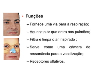• Funções
– Fornece uma via para a respiração;
– Aquece o ar que entra nos pulmões;
– Filtra e limpa o ar inspirado ;
– Serve como uma câmara de
ressonância para a vocalização;
– Receptores olfativos.
 