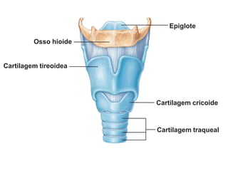 Osso hioide
Epiglote
Cartilagem cricoide
Cartilagem traqueal
Cartilagem tireoidea
 