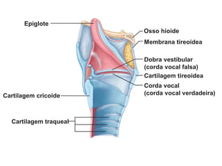 Epiglote
Osso hioide
Membrana tireoidea
Dobra vestibular
(corda vocal falsa)
Corda vocal
(corda vocal verdadeira)
Cartilagem tireoidea
Cartilagem cricoide
Cartilagem traqueal
 