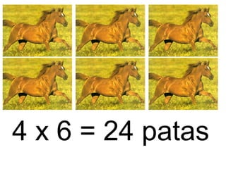4 x 6 = 24 patas
 