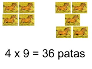 4 x 9 = 36 patas
 