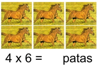 4 x 6 = patas
 