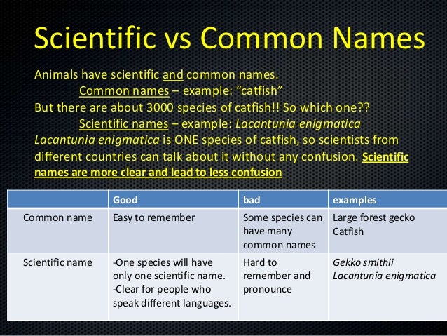 Taxonomy Presentation Taxonomy Presentation