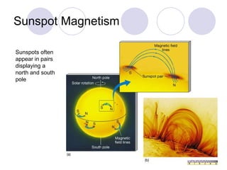 Sunspot Magnetism Sunspots often appear in pairs displaying a north and south pole 