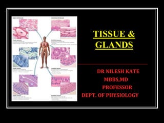 DR NILESH KATE
MBBS,MD
PROFESSOR
DEPT. OF PHYSIOLOGY
TISSUE &
GLANDS
 