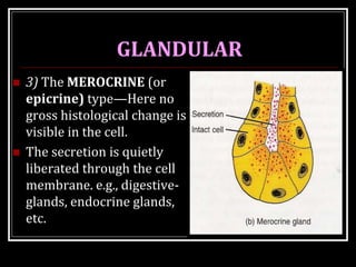TISSUE-GLANDS | PPTX