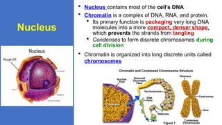 Mod 04 Tour of the Cell Presentation.pptx