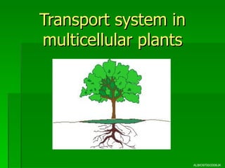 Transport system in
multicellular plants




                       ALBIO9700/2006JK
 