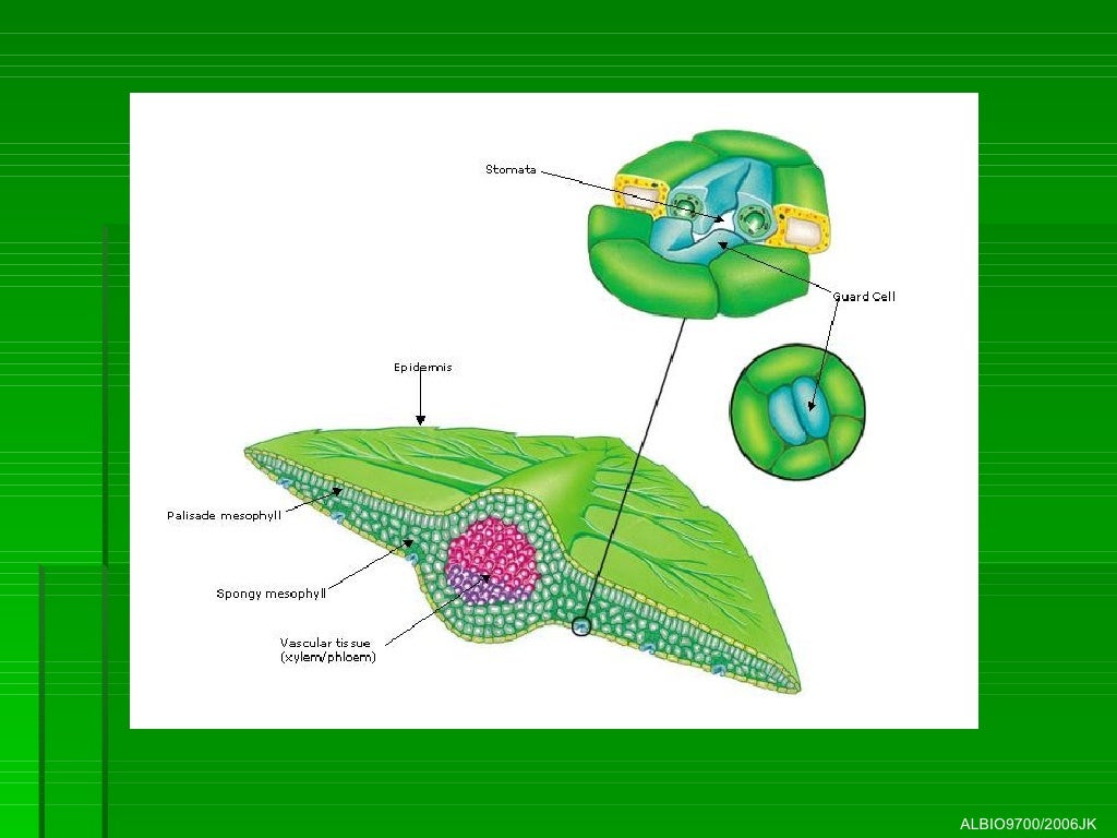 04 Transport System in Multicellular Plants
