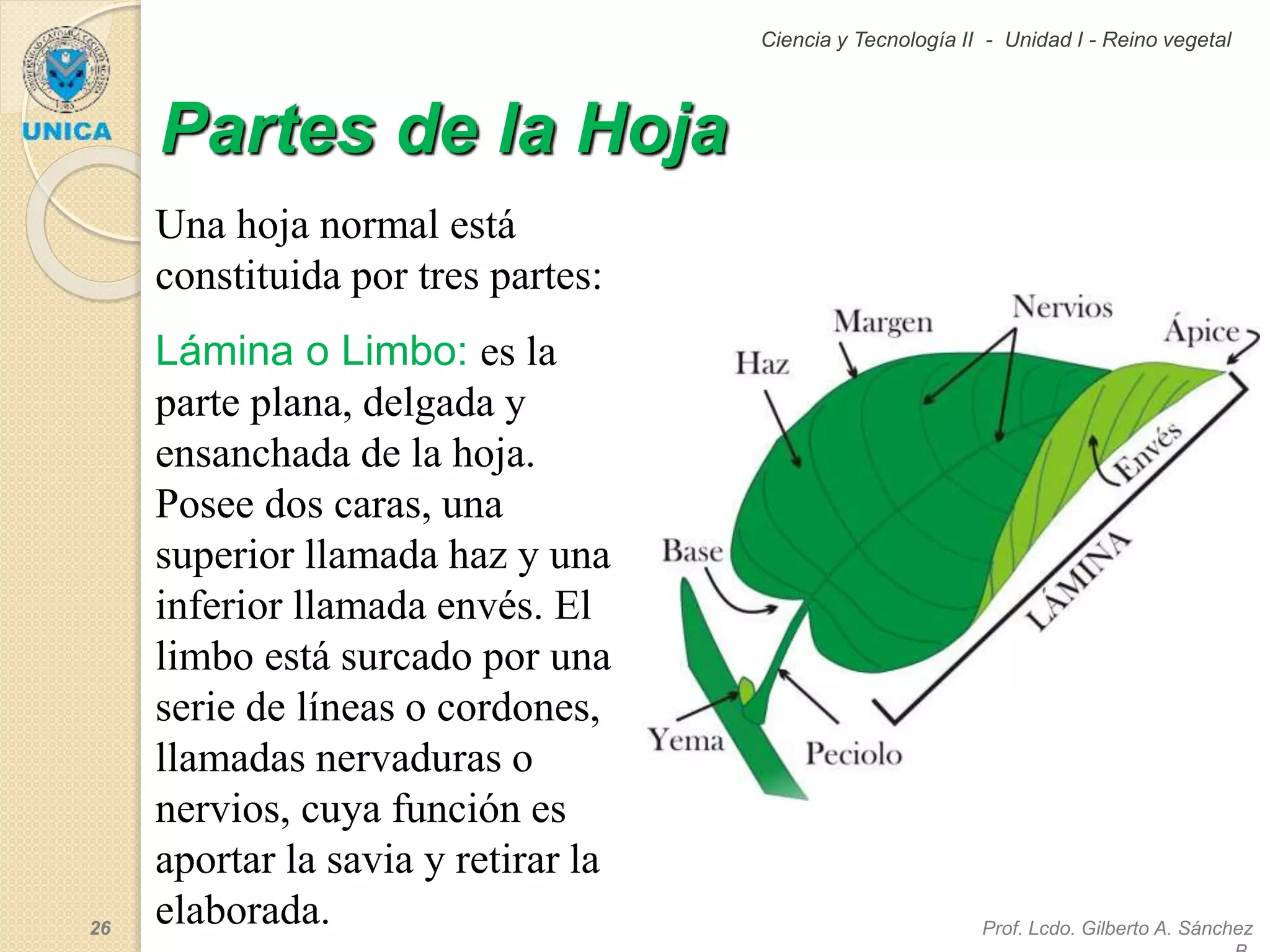04-unidad-i-tema-2-partes-de-la-planta-ppsx