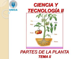 CIENCIA Y
TECNOLOGÍA II
PARTES DE LA PLANTA
TEMA IIProf. Lcdo. Gilberto A. Sánchez B.
 