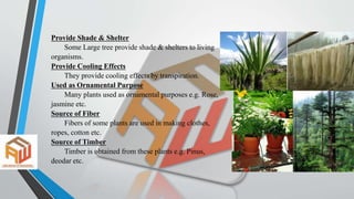Provide Shade & Shelter
Some Large tree provide shade & shelters to living
organisms.
Provide Cooling Effects
They provide...