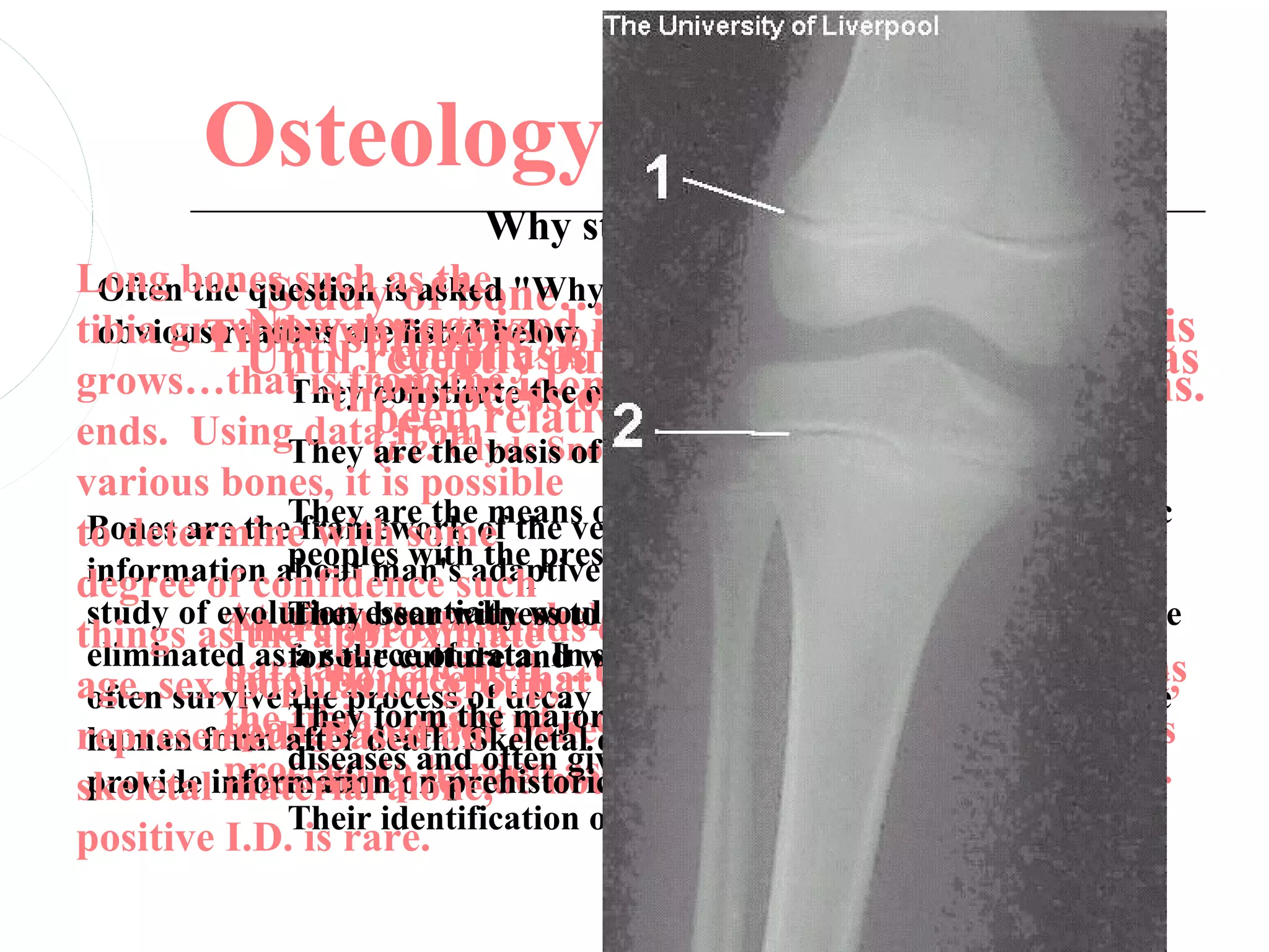 Osteology
                              Why study bones?
Long bones such isofthe "Why study bones?" A few of with
  Often the question as bone….in anthropology the more
             Study asked
         Tibia areemphasis inknowledge of osteology has
            Now recognized prevention of osteoporosis
tibia grow the(shinbone) provides a model to illustrate
  obvious reasons way a tree
                        listed below.
            Untilfrom the our primates
                     recently on
grows…that isthe process of bonefor the study of fossil man.
               They and in identification of human remains.
                     constitute the evidence development:
ends. UsingThey been relatively ignored in prehistory.
                data from basis of racial Forensic Anthropology)
                     (i.e.the
                     are Clyde Snow and classification
various bones, it is possible
 Bones are theThey are the means of biological comparison of prehistoric
to determineframework of the vertebrate body and thus contain much
                 with some present living descendents.
               peoples withadaptive mechanisms to his environment. The
 information about man'ssuch  the
degree of confidence
 study of evolution essentially would be impossible if bones were evidence
          At birth,bear witness toof bonevery smallthus give
          There are two kinds burial patterns and and only
               They human skeleton is
things as theaapproximate Inworld viewcells….essentially hard,
 eliminated as for the calcified….the skull of theotheris studied.
          partially culture and summary,oneanswer bones such as
                 source of data.               the people that bones
age, sex,outer bone cellsdecay overlap and another, and for the
 often survive the process of that and provide the main evidence a soft,
           population group,
represented. Based onoften a cartilaginous model,of death.
          the They death.the major whose of information on ancient
               tibia consist of
          spongy form Skeletal source also develop along stressand
 human form after interior boneevidence cellshas the potential to
          proceed to and
               diseases harden give clues as to the causes
          lines and provide as calcification proceeds with age.
skeletal material on prehistoric customs marrow.
 provide informationalone, housing forand diseases.
               Their identification often helps solve forensic cases.
positive I.D. is rare.
 