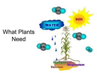 What Plants
Need
 