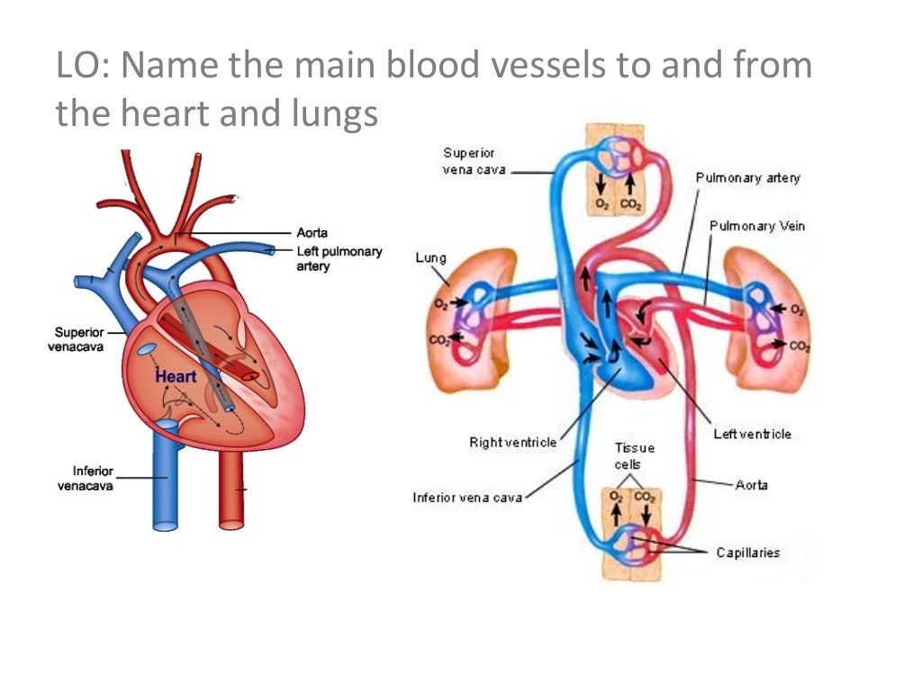 Transport systems in animals