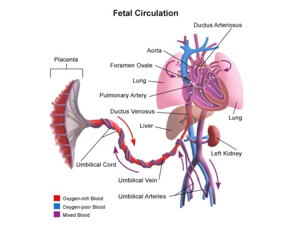 Transport systems in animals
