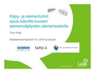 © Luonnonvarakeskus
Tiina Ylioja
Metsätaimitarhapäivät 16.1.2019 Jyväskylä
Käpy- ja siementuhot:
apua tuleville kuusen
siemenviljelysten siemensadoille
 