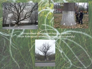 «Стародавні та видатні дерева України» (акція Київського еколого-культурного центру) 