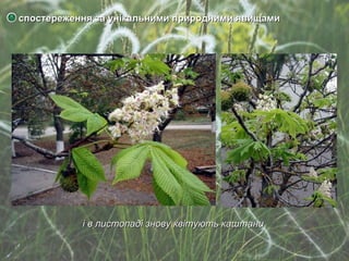 спостереження за унікальними природними явищами і в листопаді   знову квітують каштани 