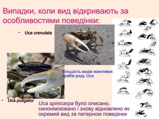Випадки, коли вид відкривають за
особливостями поведінки:
• Uca crenulataUca crenulata
більшість видів манливих
крабів роду Uca
• Uca puligatorUca puligator
Uca spinicarpa було описано,
синонімізовано і знову відновлено як
окремий вид за патерном поведінки
 