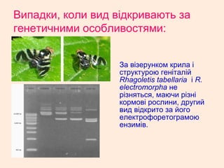 Випадки, коли вид відкривають за
генетичними особливостями:
За візерунком крила і
структурою геніталій
Rhagoletis tabellaria і R.
electromorpha не
різняться, маючи різні
кормові рослини, другий
вид відкрито за його
електрофоретограмою
ензимів.
 