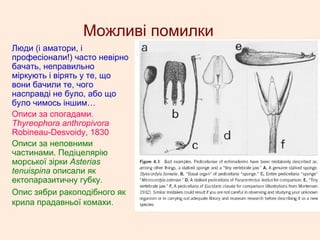 Можливі помилки
Люди (і аматори, і
професіонали!) часто невірно
бачать, неправильно
міркують і вірять у те, що
вони бачили те, чого
насправді не було, або що
було чимось іншим…
Описи за спогадами.
Thyreophora anthropivora
Robineau-Desvoidy, 1830
Описи за неповними
частинами. Педіцелярію
морської зірки Asterias
tenuispina описали як
ектопаразитичну губку.
Опис зябри ракоподібного як
крила прадавньої комахи.
 
