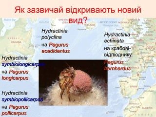 Як зазвичай відкривають новий
вид?
HydractiniaHydractinia
echinataechinata
нана крабові-крабові-
відлюдникувідлюднику
PagurusPagurus
bernhardusbernhardus
HydractiniaHydractinia
polyclinapolyclina
нана PagurusPagurus
acadidantacadidantusus
HydractiniaHydractinia
symbiolongicarpussymbiolongicarpus
нана PagurusPagurus
longicarplongicarpusus
HydractiniaHydractinia
symbiopollicarpsymbiopollicarpusus
нана PagurusPagurus
pollicarppollicarpusus
 