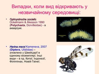 Випадки, коли вид відкривають у
незвичайному середовищі:
• Ophryotrocha socialisOphryotrocha socialis
Ockelmann & Åkesson 1990
(Polychaeta, Dorvilleidae) - в
акваріумі.
• Herina merziHerina merzi Kameneva, 2007
(Diptera, Ulidiidae) –
зловлено у Швейцарії в
єдиному екземплярі. Інші
види – в пд. Китаї, Індонезії,
Філіппінах, Новій Гвінеї.
 