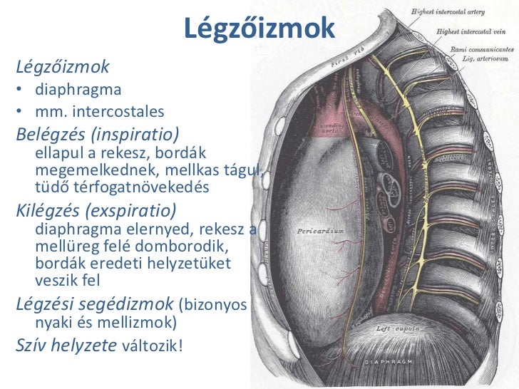 Légzőszervek