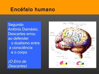 Segundo  António Damásio, Descartes errou ao defender  o dualismo entre  a consciência  e o corpo (O Erro de Descartes) Encéfalo humano 