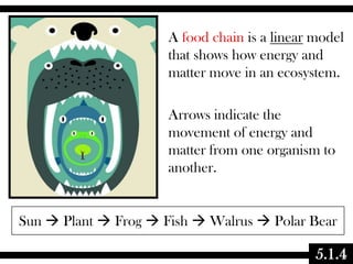 A food chain is a linear model
that shows how energy and
matter move in an ecosystem.
Arrows indicate the
movement of energy and
matter from one organism to
another.

Sun  Plant  Frog  Fish  Walrus  Polar Bear

5.1.4

 