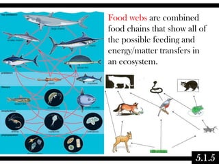 Food webs are combined
food chains that show all of
the possible feeding and
energy/matter transfers in
an ecosystem.

5.1.5

 