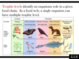 Trophic levels identify an organisms role in a given
food chain. In a food web, a single organism can
have multiple trophic level.

5.1.6

 