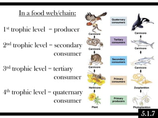 In a food web/chain:
1st trophic level = producer

2nd trophic level = secondary
consumer
3rd trophic level = tertiary
consumer
4th trophic level = quaternary
consumer
5.1.7

 