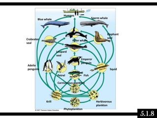 Humans

Sperm whale

Blue whale

Crabeater
seal

Killer whale

Elephant
seal

Leopard
seal
Emperor
penguin

Adelie
penguins

Squid
Petrel

Fish

Carnivorous plankton

Krill

Herbivorous
plankton
Phytoplankton

5.1.8

 