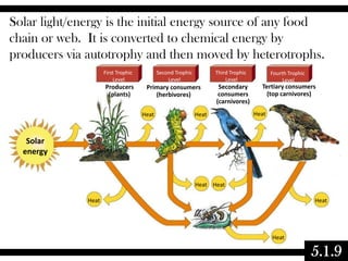 Solar light/energy is the initial energy source of any food
chain or web. It is converted to chemical energy by
producers via autotrophy and then moved by heterotrophs.
First Trophic
Level

Second Trophic
Level

Producers
(plants)

Primary consumers
(herbivores)
Heat

Third Trophic
Level

Secondary
consumers
(carnivores)

Heat

Fourth Trophic
Level

Tertiary consumers
(top carnivores)
Heat

Solar
energy

Heat Heat
Heat

Heat

Heat

5.1.9

 