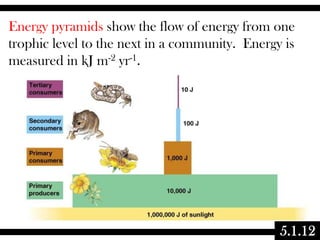Energy pyramids show the flow of energy from one
trophic level to the next in a community. Energy is
measured in kJ m-2 yr-1.

5.1.12

 